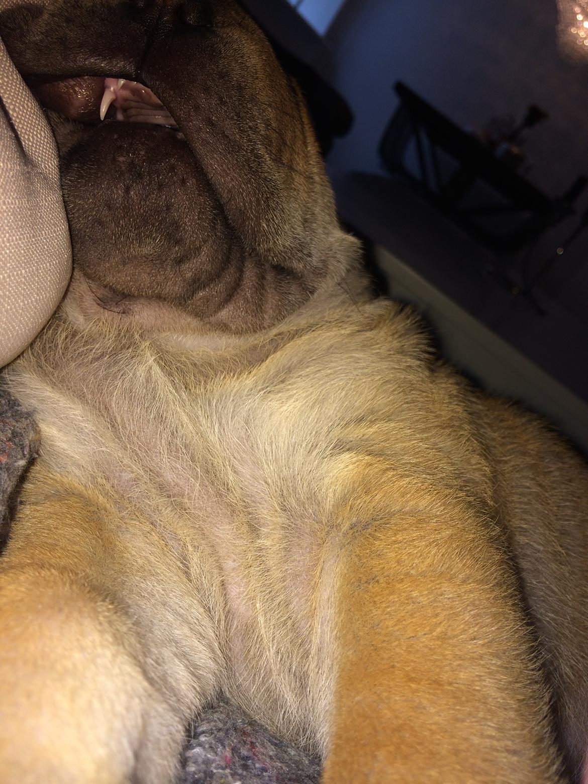 Shar pei Berta billede 3