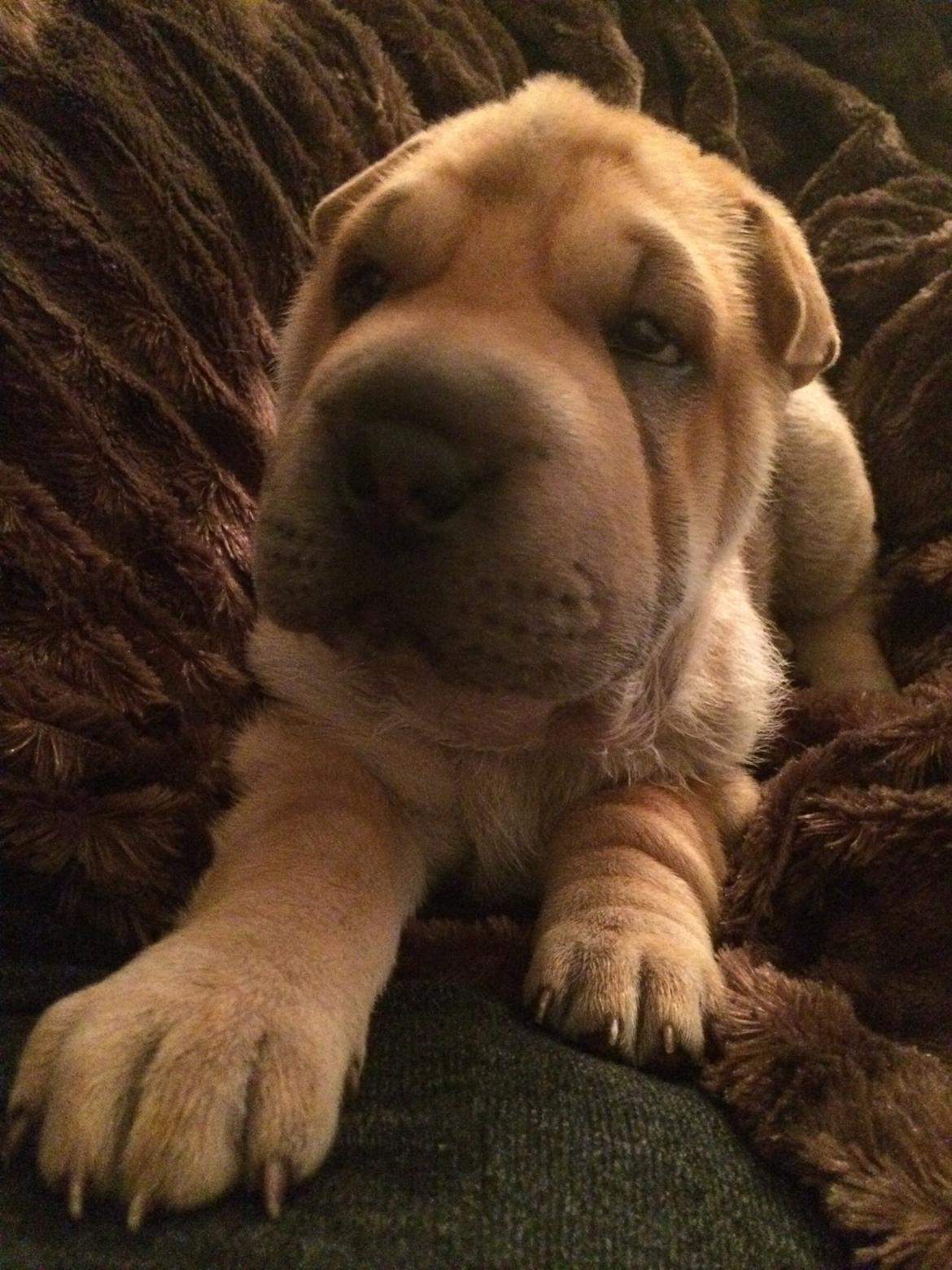 Shar pei Berta billede 4