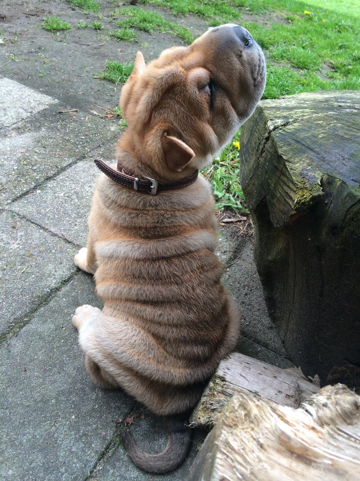 Shar pei Berta billede 5