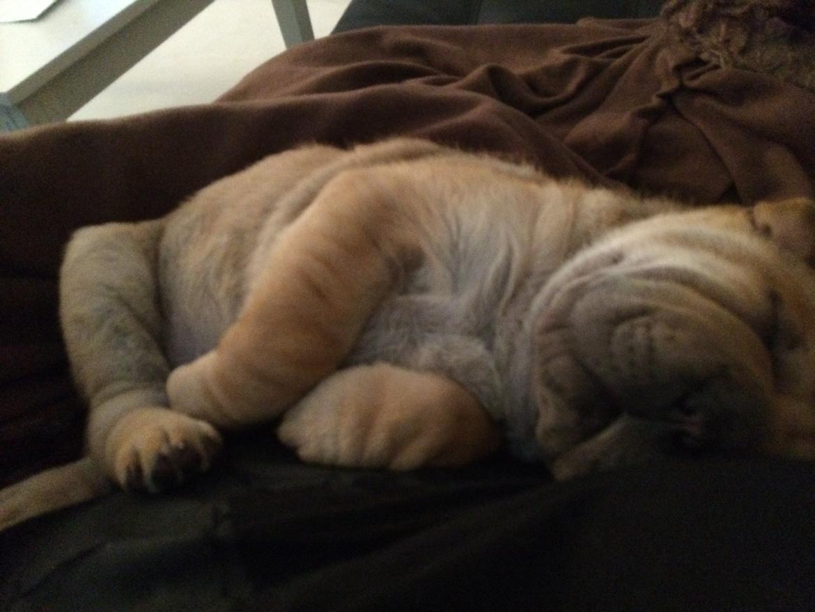 Shar pei Berta billede 6