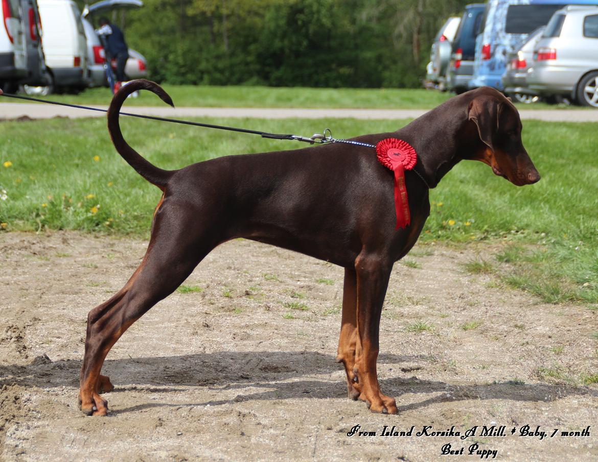 Dobermann LJCH From Island Korsika A Mill. $ Baby (Cocio) billede 5