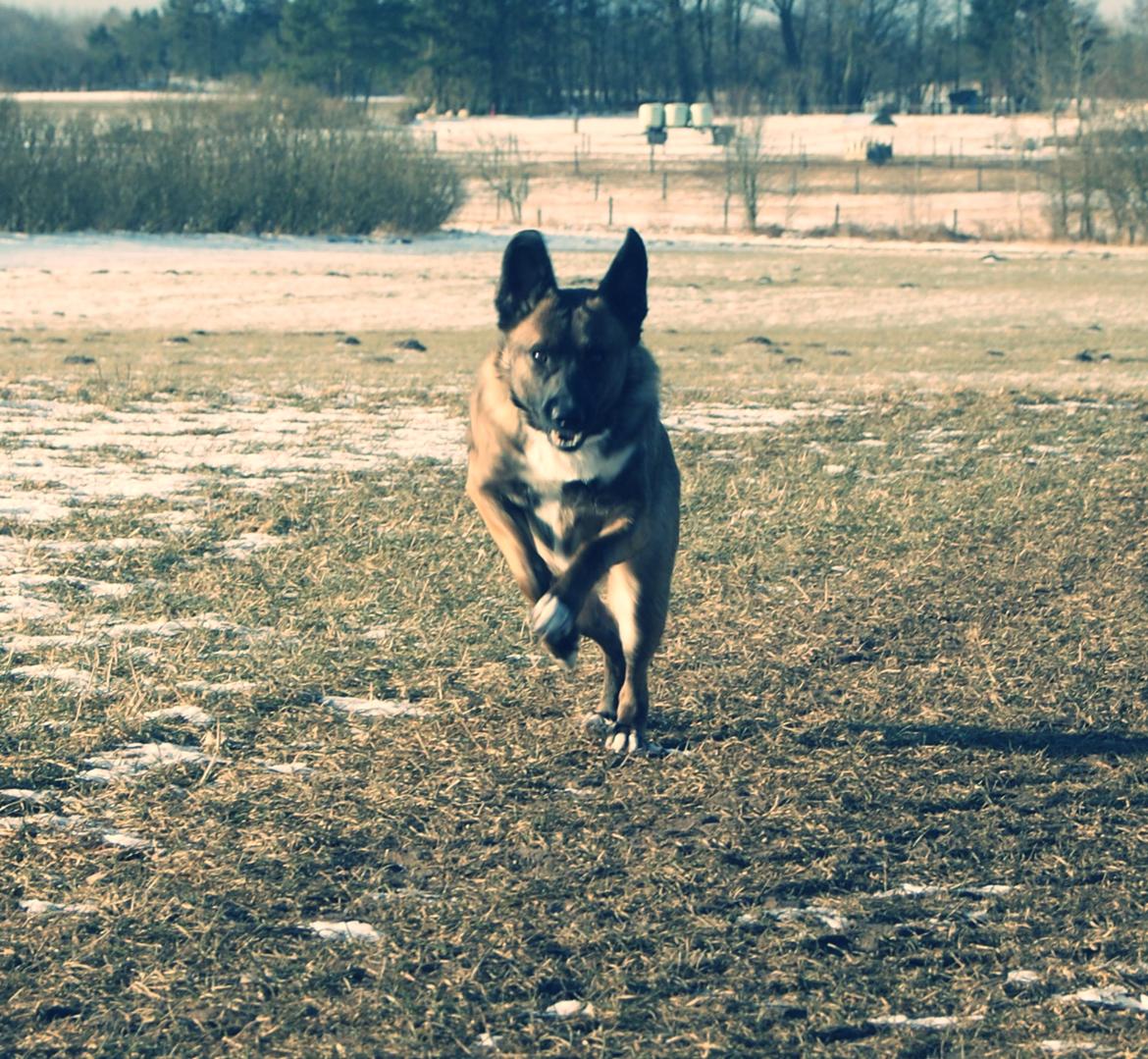 Blanding af racer Malou "Mulle" - Der kommer ræser-hunden! billede 6