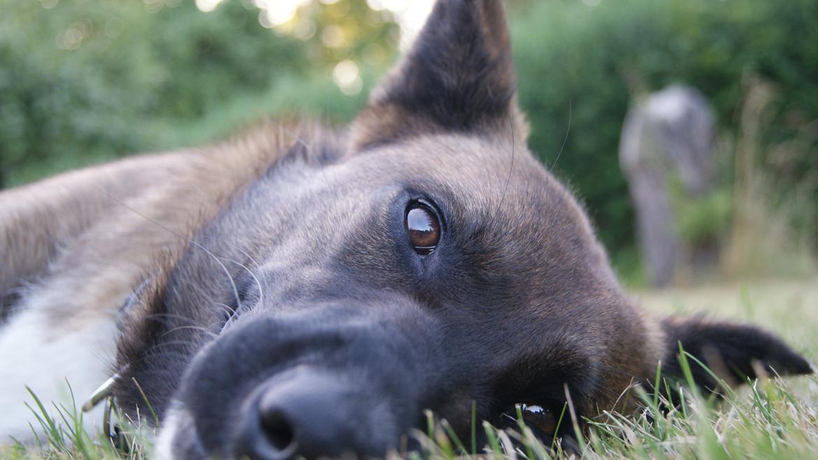 Blanding af racer Malou "Mulle" billede 14