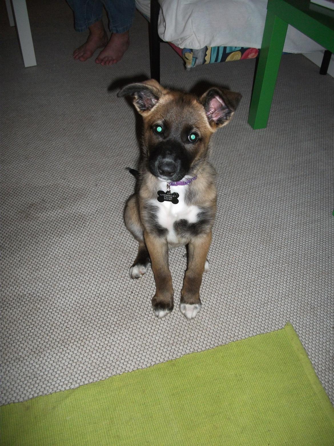 Blanding af racer Malou "Mulle" billede 21