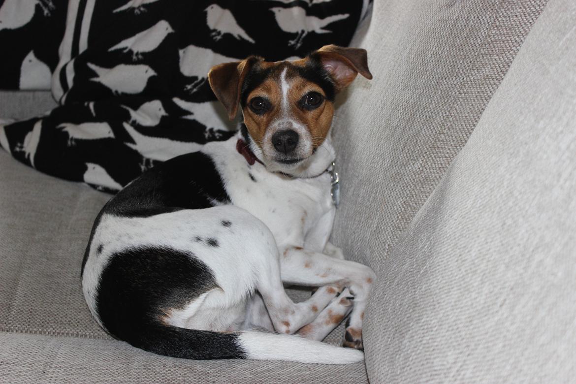 Dansk svensk gaardhund Moustgaard Ina aka. Molly billede 4