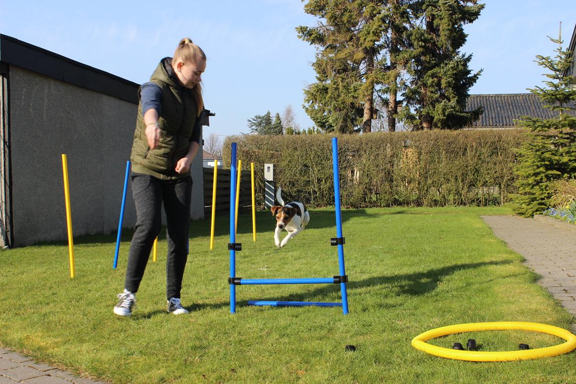 Dansk svensk gaardhund Moustgaard Ina aka. Molly billede 13