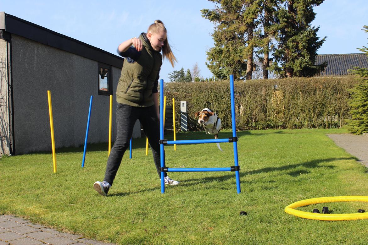 Dansk svensk gaardhund Moustgaard Ina aka. Molly billede 20