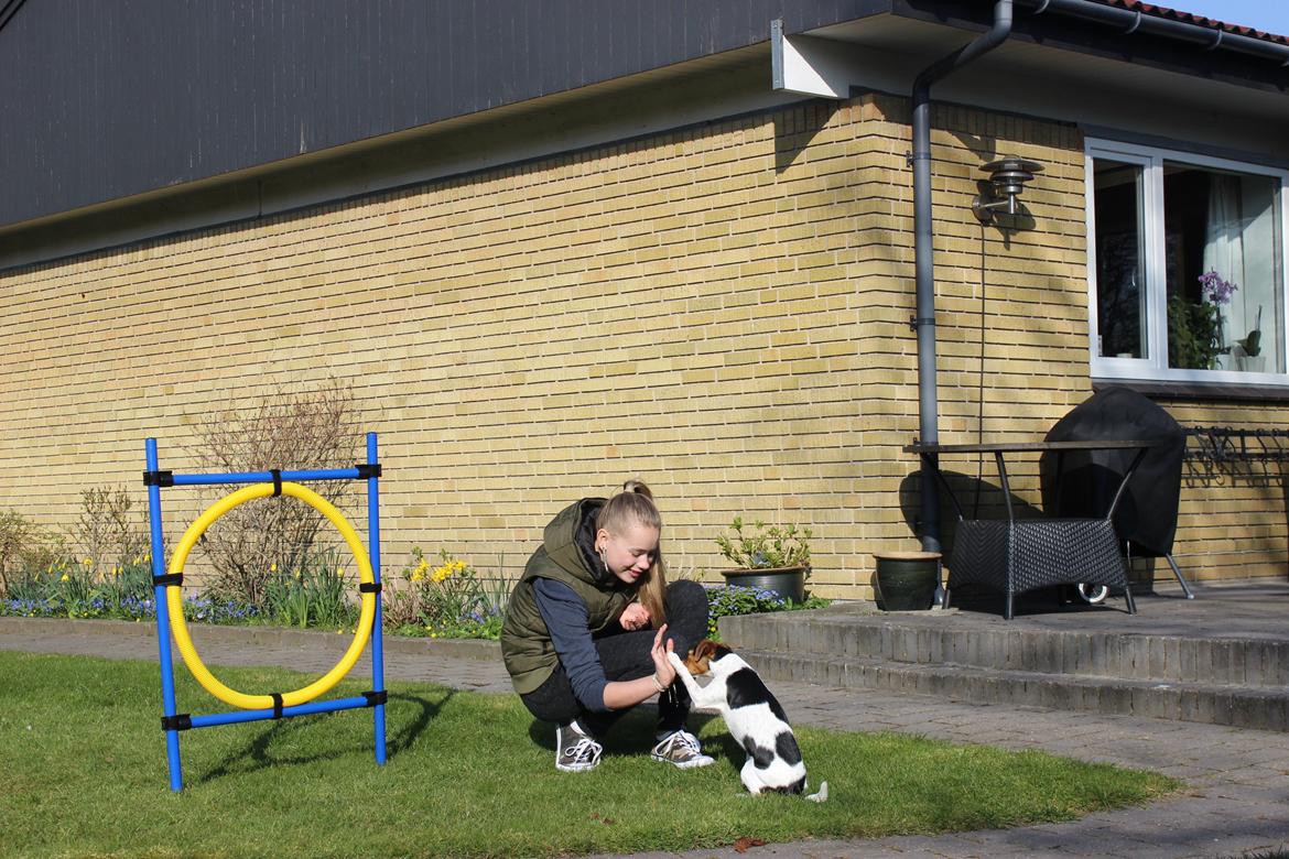 Dansk svensk gaardhund Moustgaard Ina aka. Molly billede 25