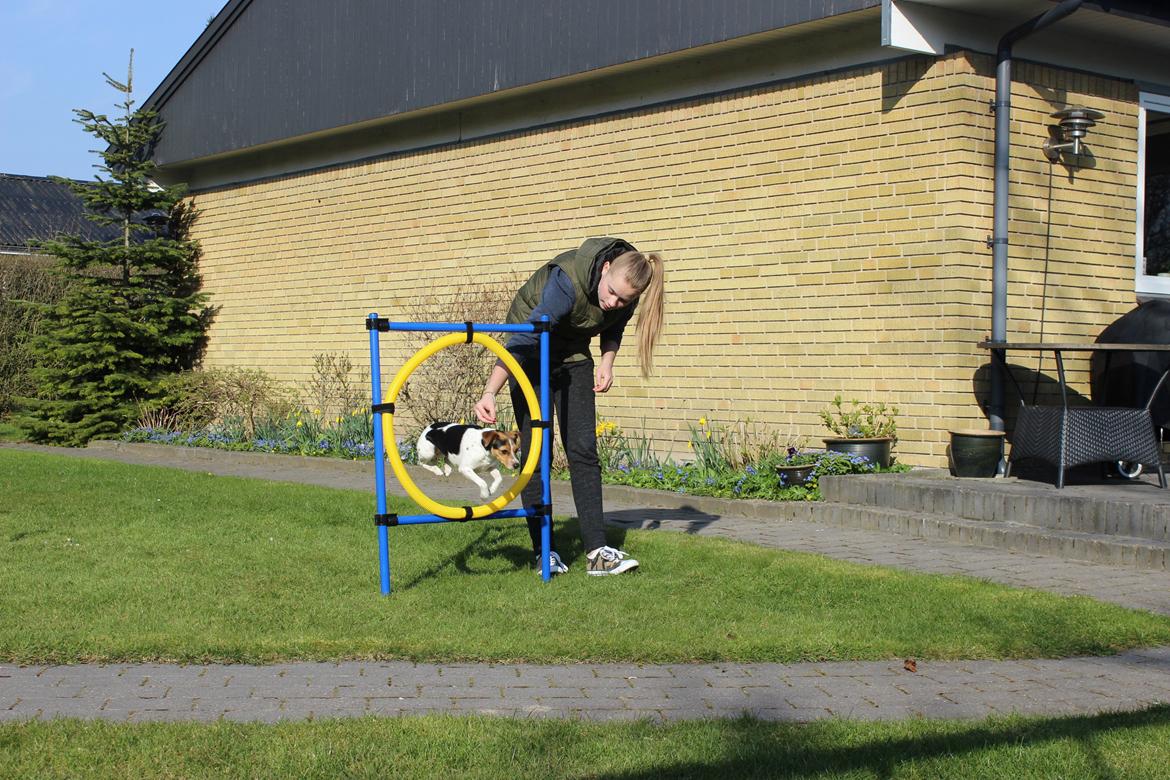 Dansk svensk gaardhund Moustgaard Ina aka. Molly billede 27