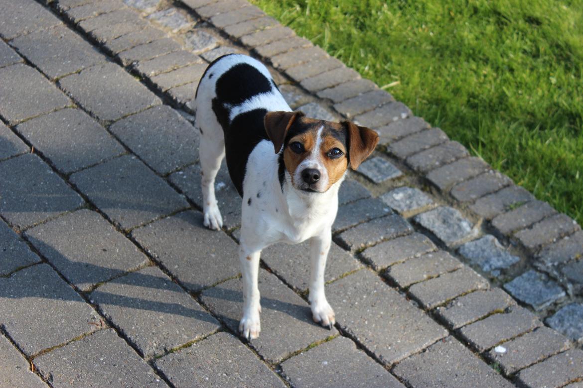 Dansk svensk gaardhund Moustgaard Ina aka. Molly billede 2