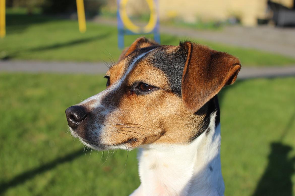 Dansk svensk gaardhund Moustgaard Ina aka. Molly billede 28