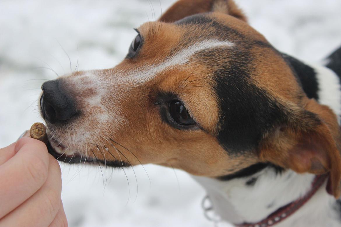 Dansk svensk gaardhund Moustgaard Ina aka. Molly billede 30