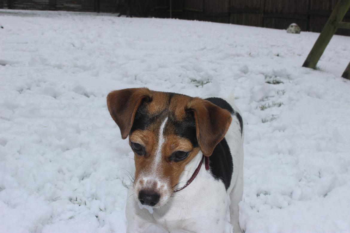 Dansk svensk gaardhund Moustgaard Ina aka. Molly billede 34