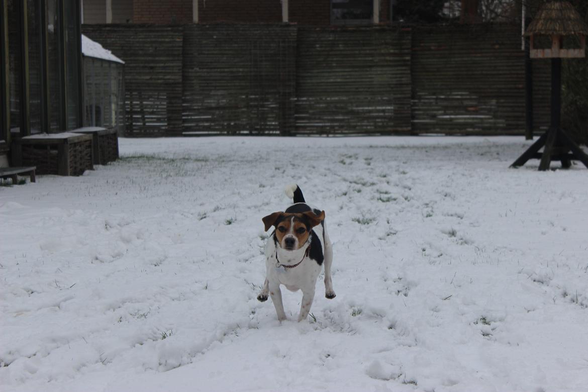 Dansk svensk gaardhund Moustgaard Ina aka. Molly billede 6