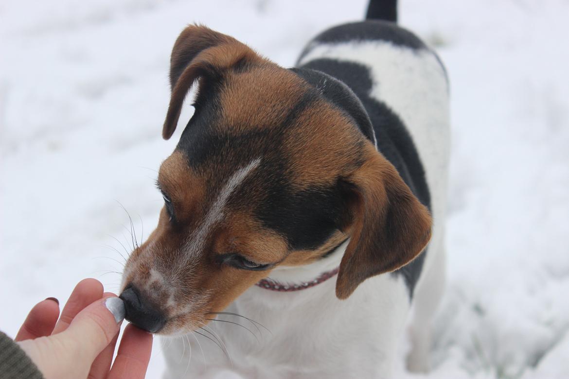 Dansk svensk gaardhund Moustgaard Ina aka. Molly billede 17