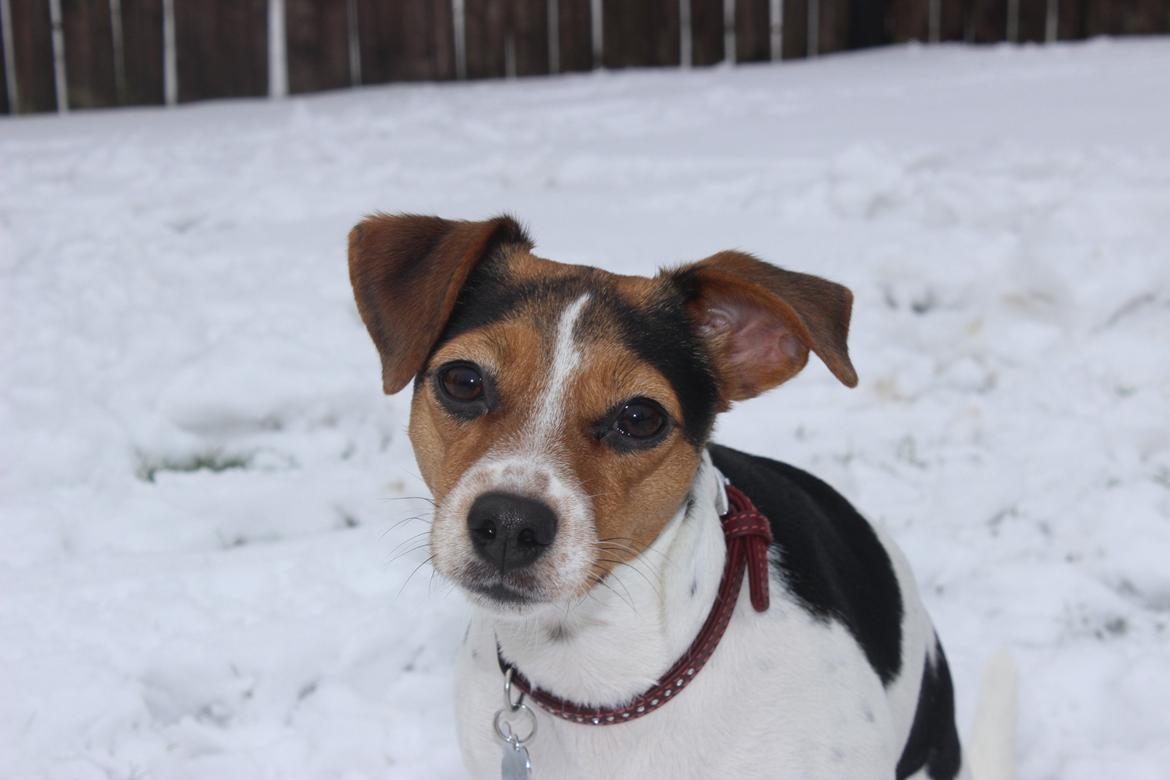 Dansk svensk gaardhund Moustgaard Ina aka. Molly billede 35