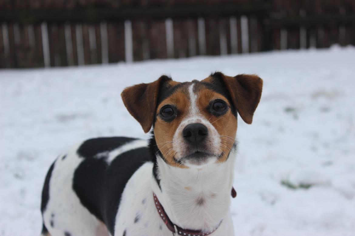 Dansk svensk gaardhund Moustgaard Ina aka. Molly - Hej og velkommen til Mollys profil :) Lig gerne en kommentar ♥ billede 1