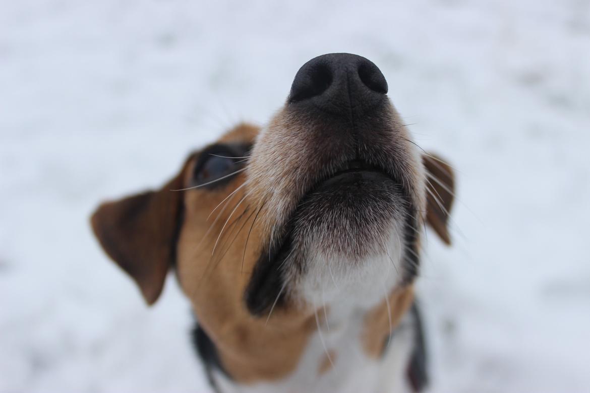 Dansk svensk gaardhund Moustgaard Ina aka. Molly billede 26