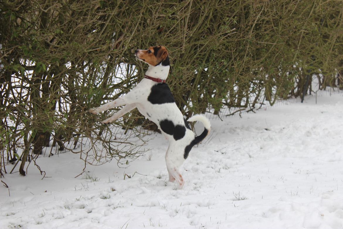 Dansk svensk gaardhund Moustgaard Ina aka. Molly billede 14