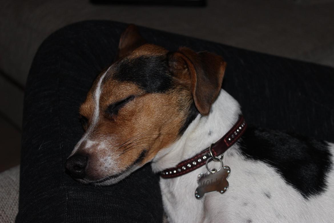 Dansk svensk gaardhund Moustgaard Ina aka. Molly billede 37