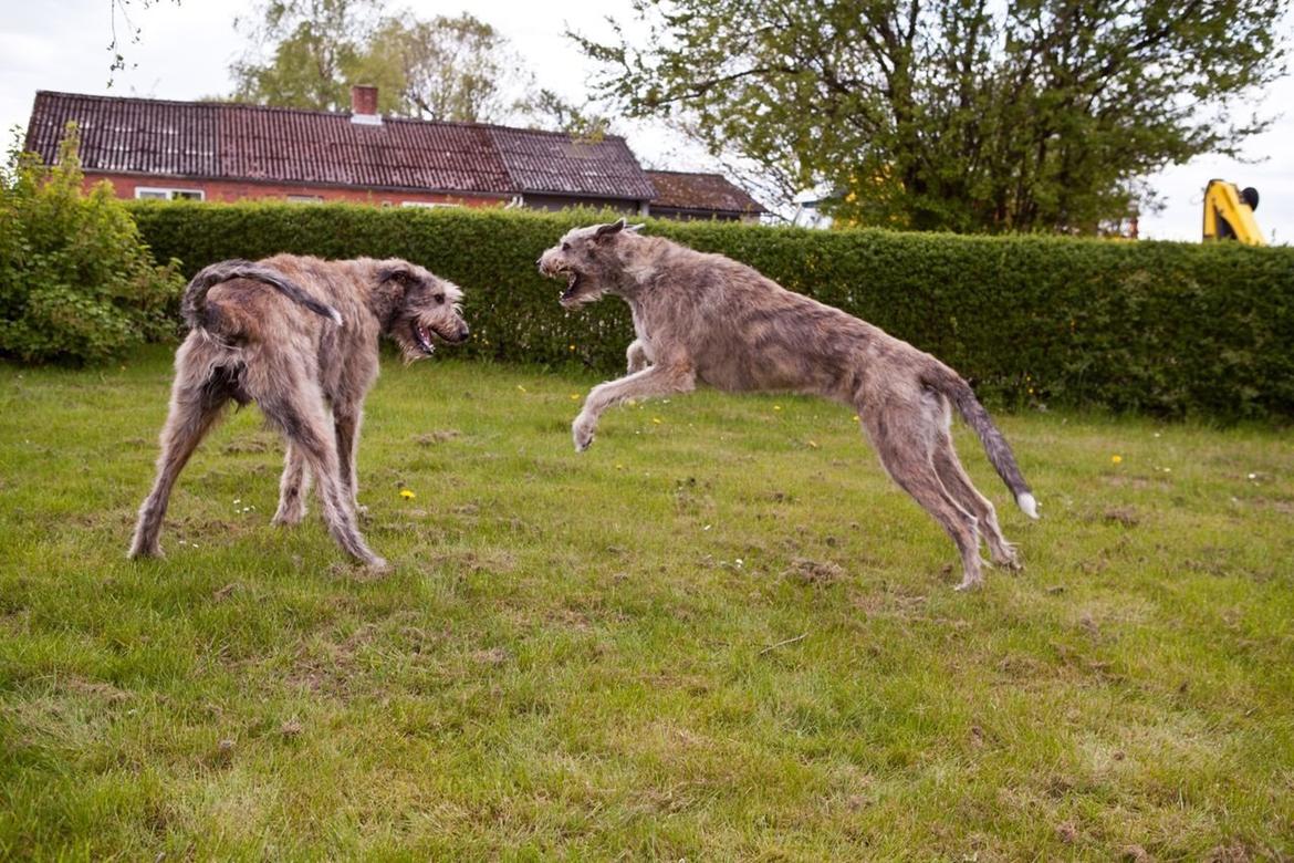 Irsk ulvehund Nova billede 18