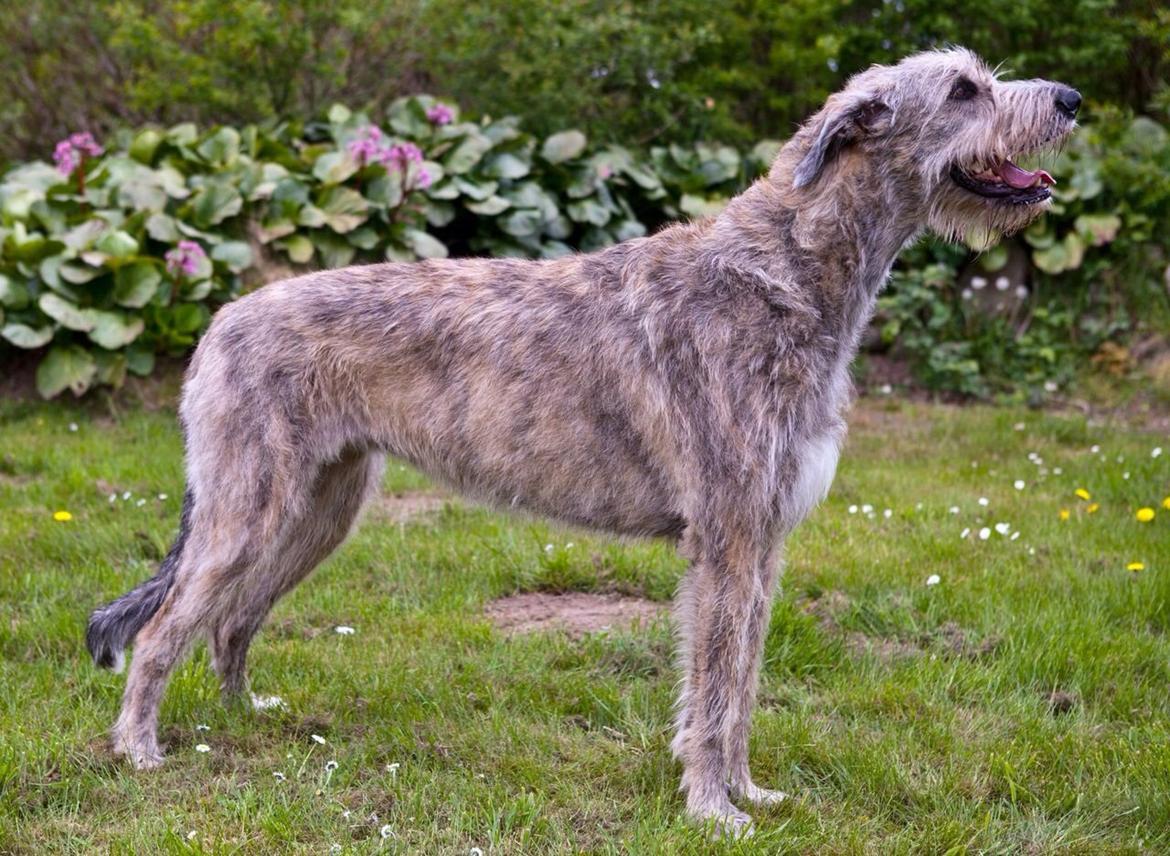 Irsk ulvehund Nova billede 19