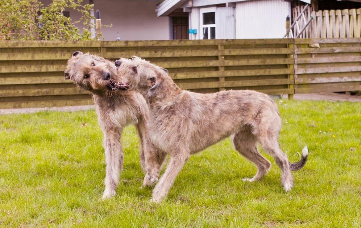 Irsk ulvehund Nova billede 20