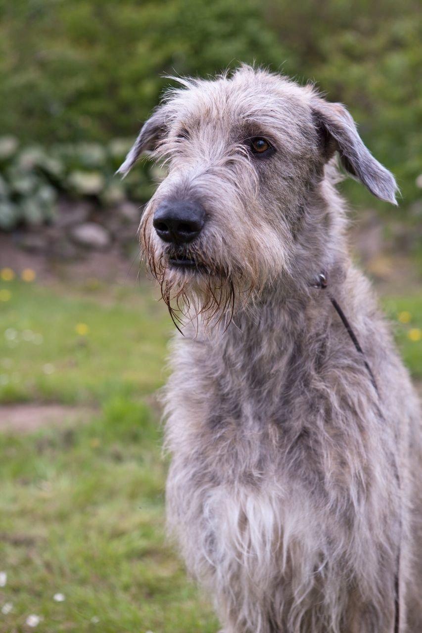 Irsk ulvehund Nova billede 22