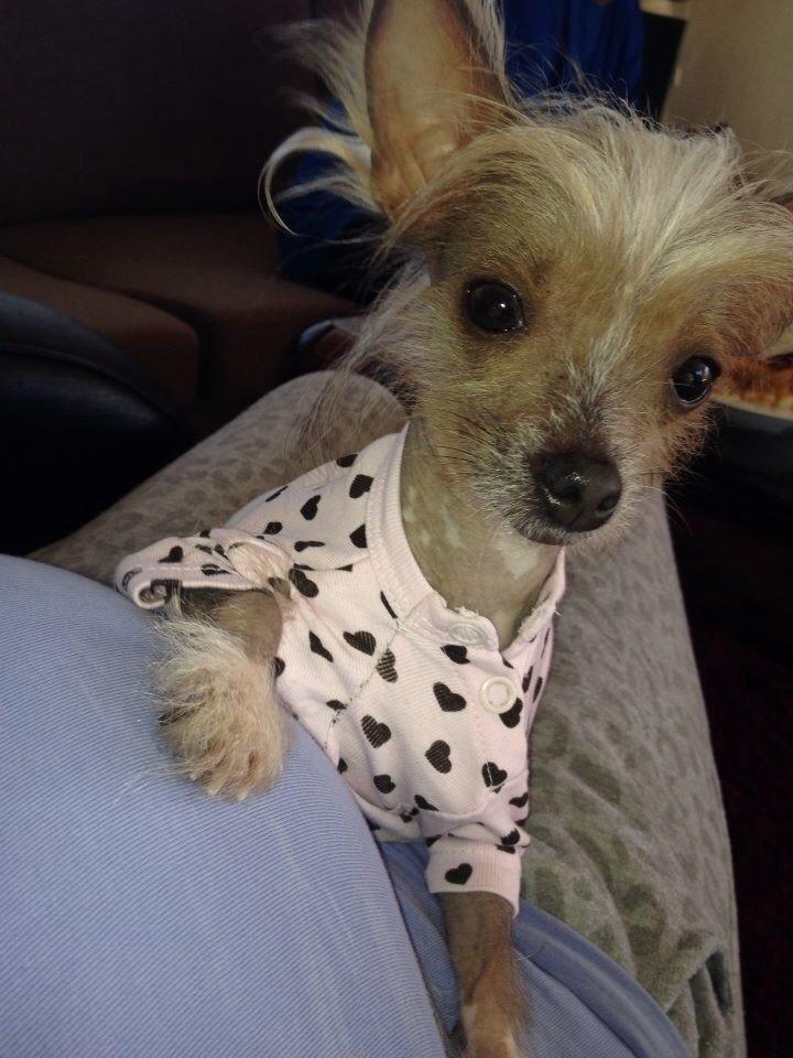 Chinese crested hårløs Gucci billede 1