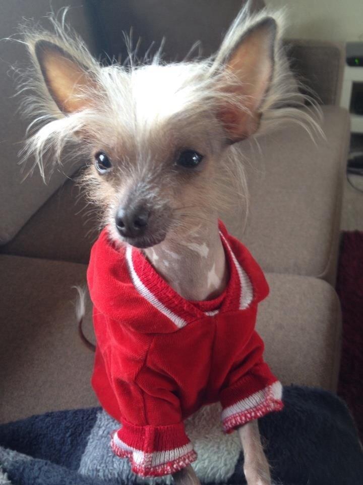 Chinese crested hårløs Gucci billede 2