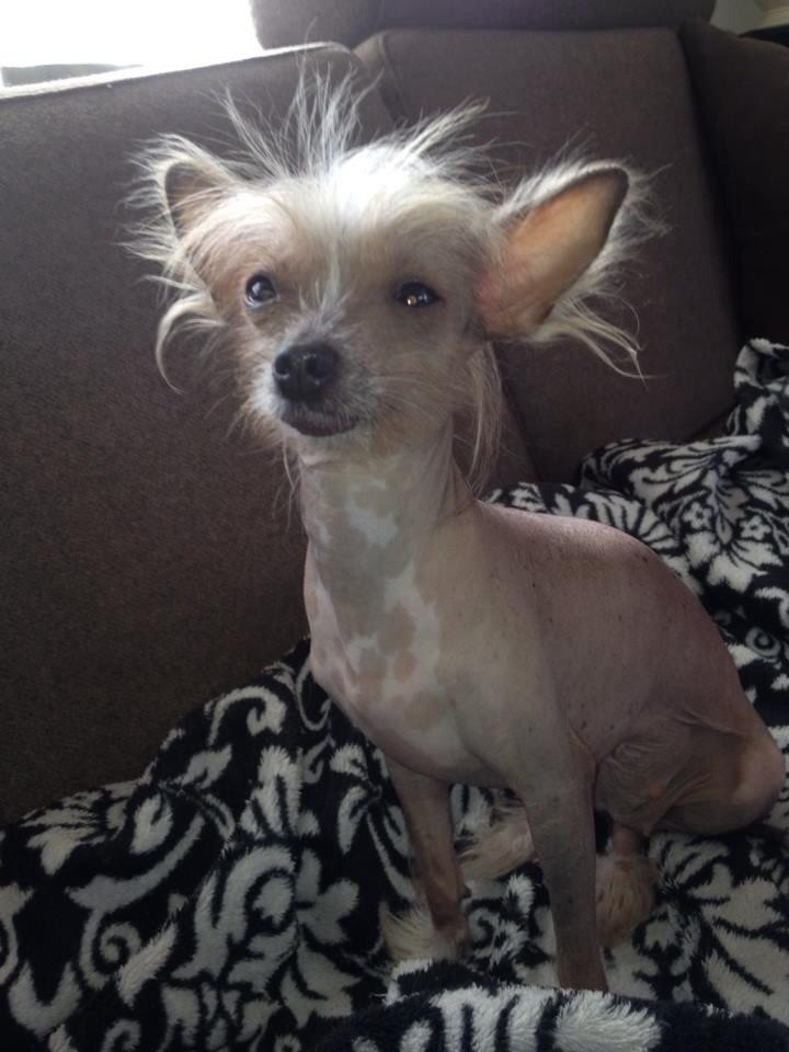 Chinese crested hårløs Gucci billede 3