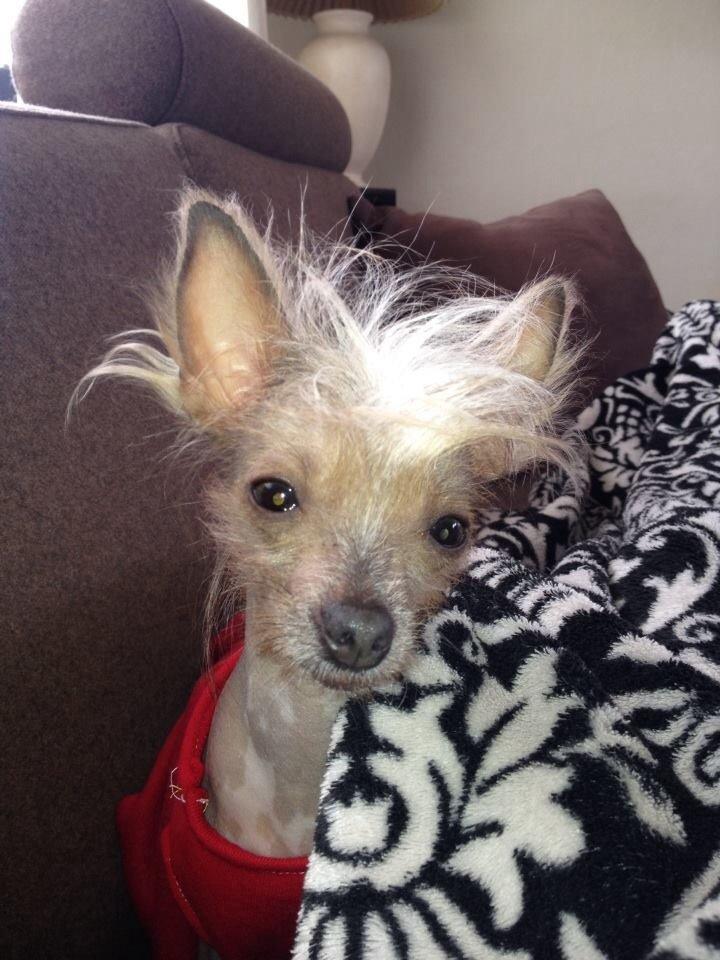 Chinese crested hårløs Gucci billede 4