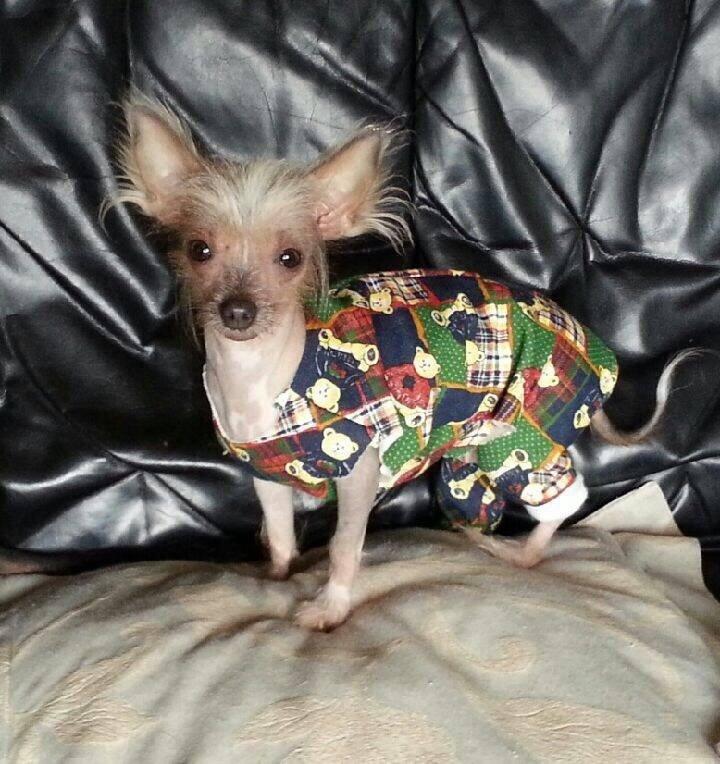 Chinese crested hårløs Gucci billede 5