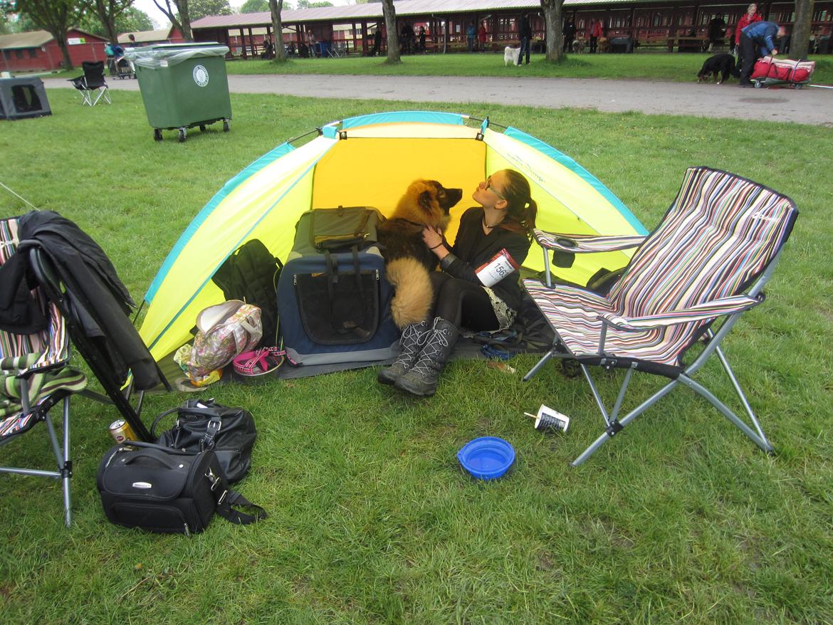 Eurasier Saga (Jabbis Cheri) billede 10