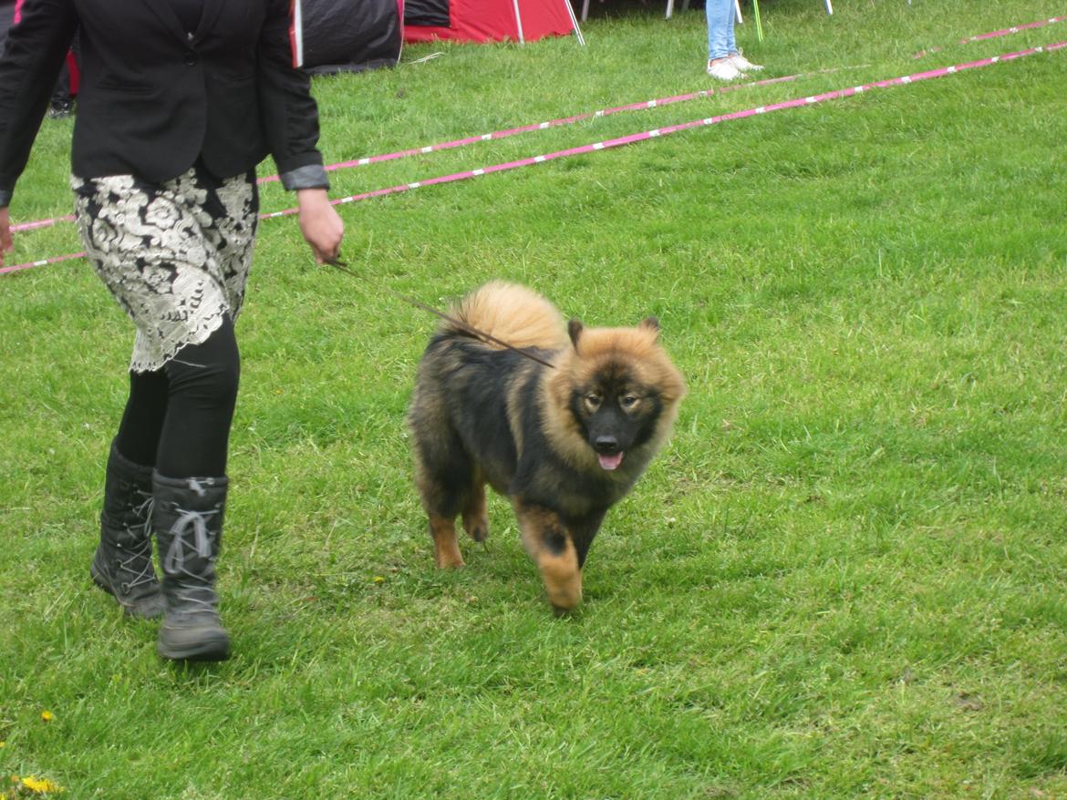 Eurasier Saga (Jabbis Cheri) billede 12