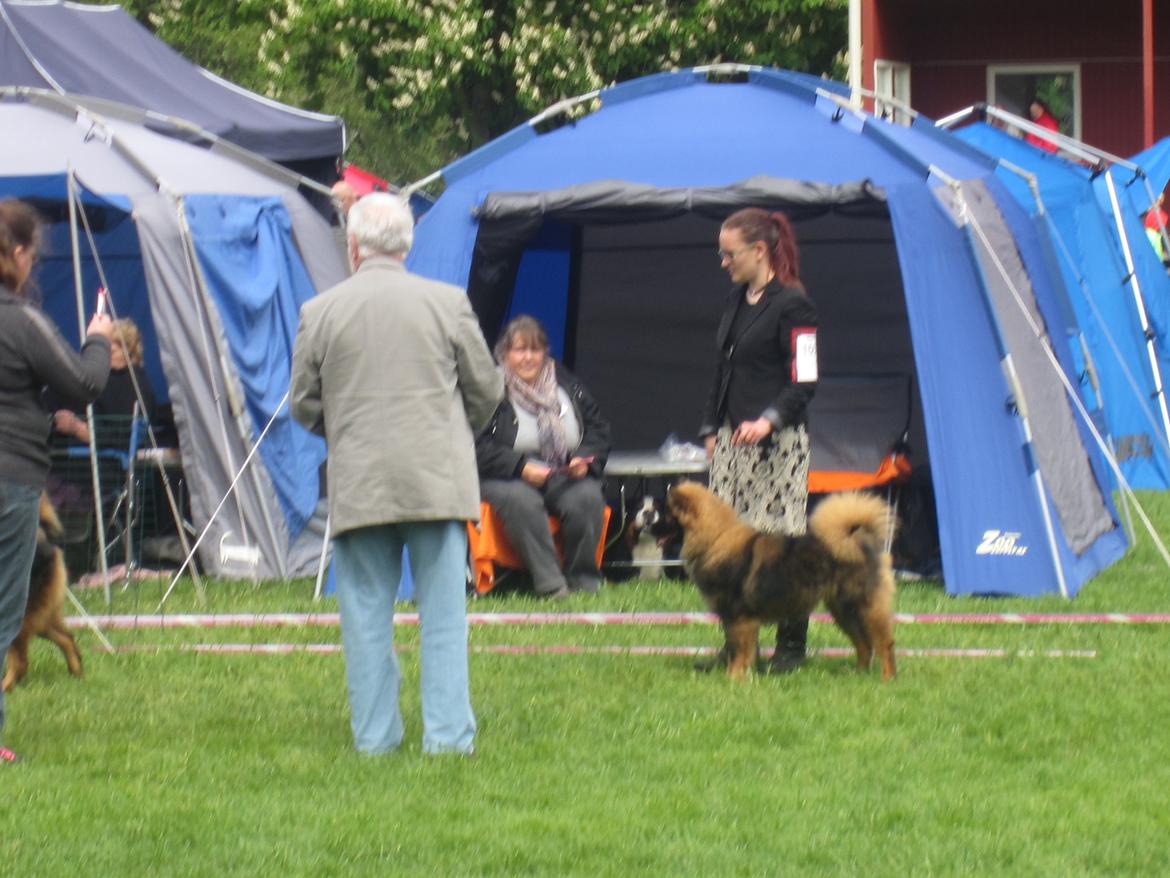 Eurasier Saga (Jabbis Cheri) billede 11