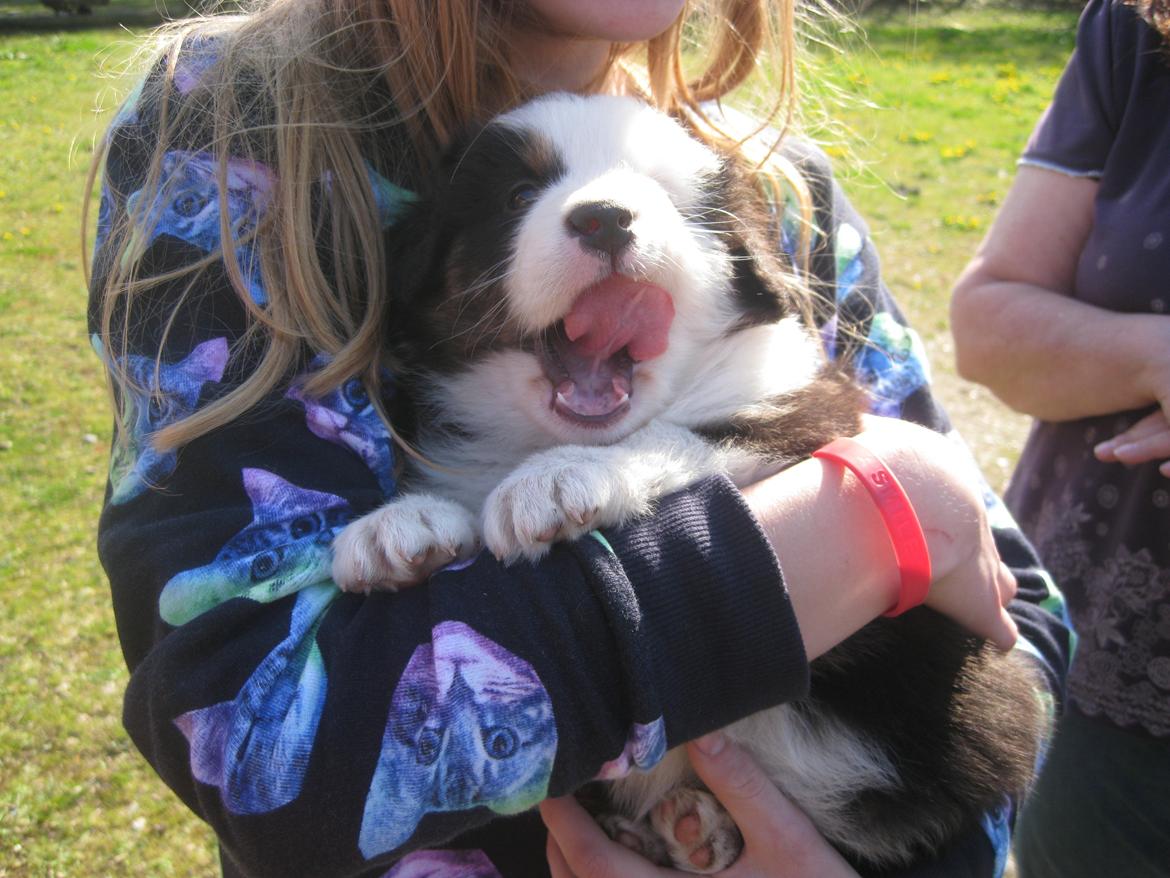 Australian shepherd Godrumgaard's Theo - Første gang, vi skulle se den lille. c: .. Det mig, der holder ham. ^^ billede 20