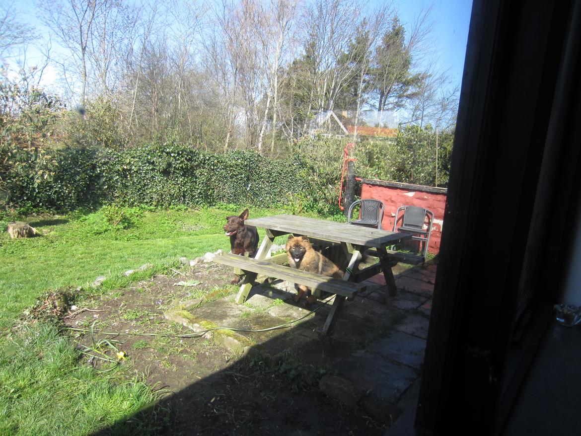 Eurasier Saga (Jabbis Cheri) billede 13