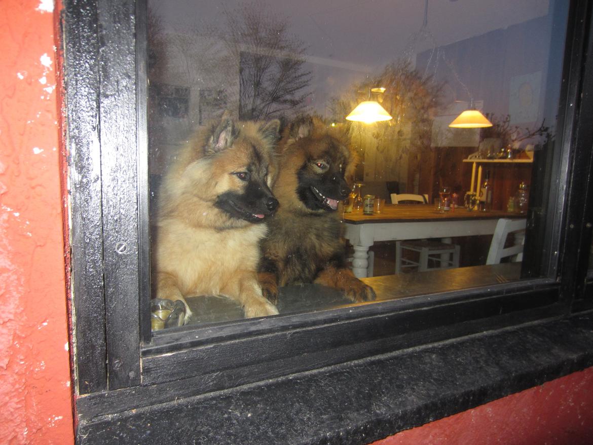 Eurasier Saga (Jabbis Cheri) billede 14