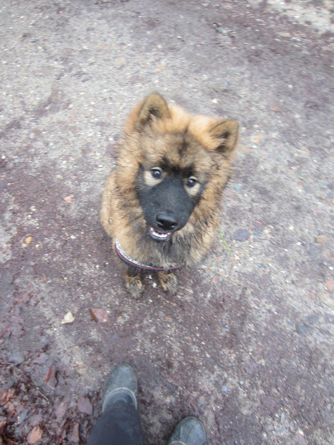 Eurasier Saga (Jabbis Cheri) billede 15