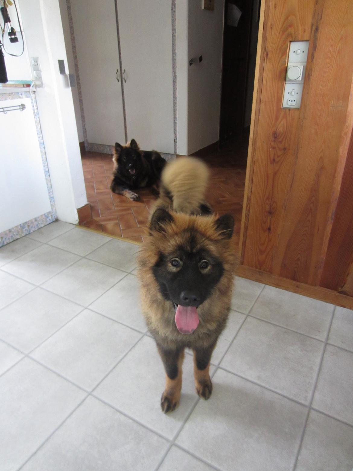 Eurasier Saga (Jabbis Cheri) billede 17