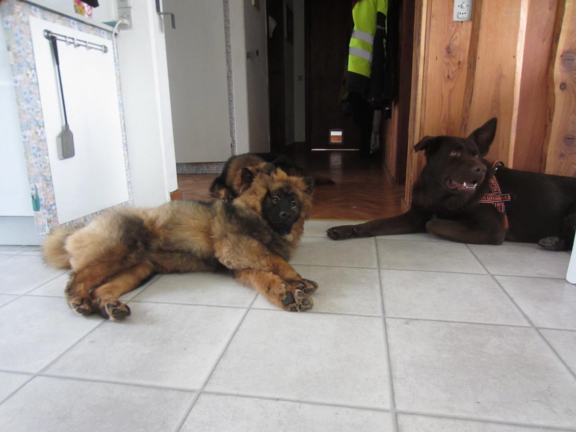 Eurasier Saga (Jabbis Cheri) billede 18