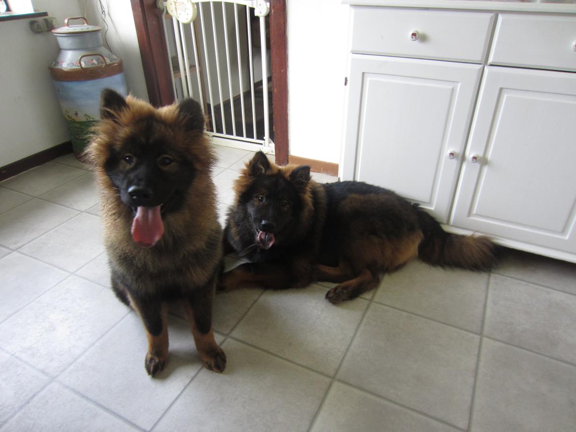Eurasier Saga (Jabbis Cheri) billede 16