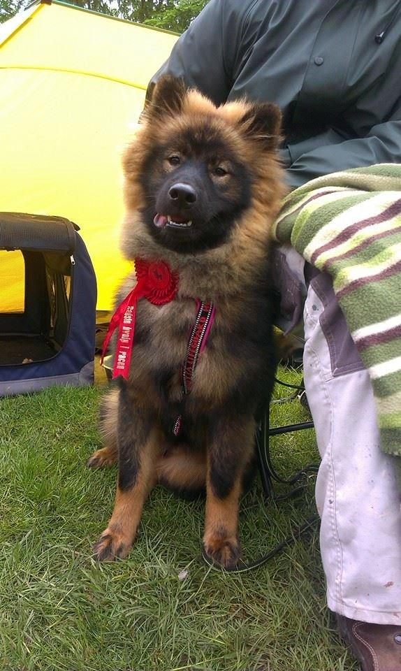 Eurasier Saga (Jabbis Cheri) billede 19