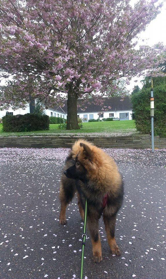 Eurasier Saga (Jabbis Cheri) billede 20