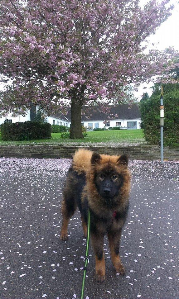 Eurasier Saga (Jabbis Cheri) billede 21