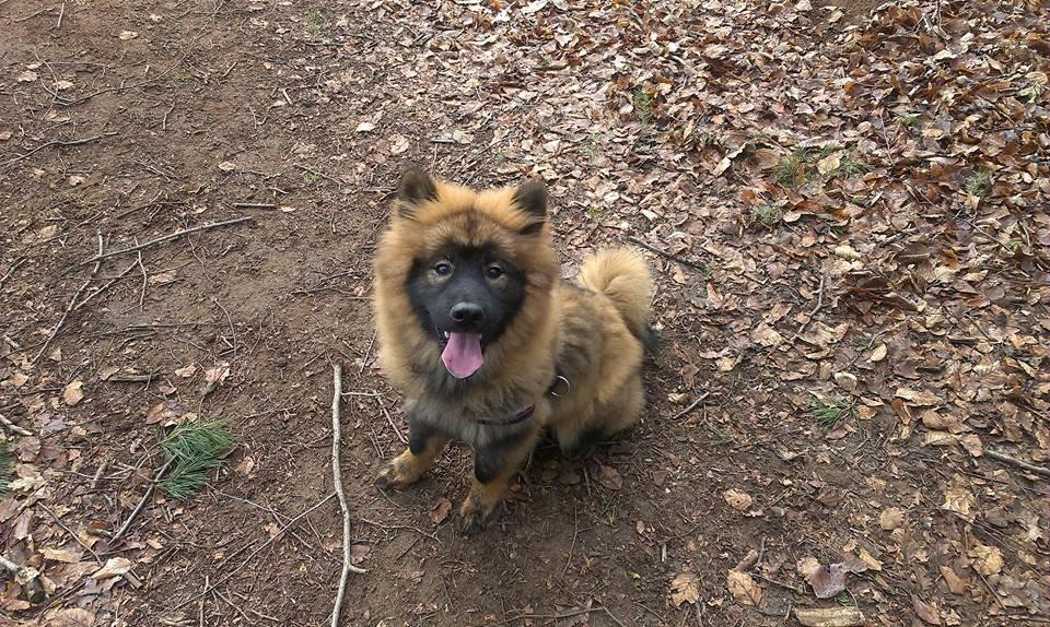 Eurasier Saga (Jabbis Cheri) billede 23