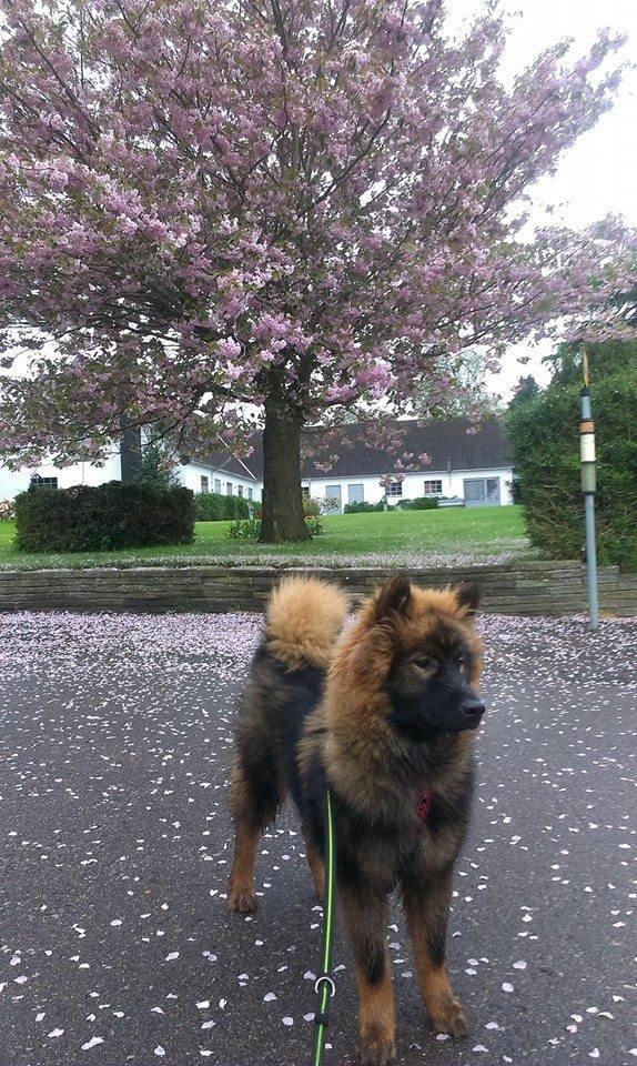 Eurasier Saga (Jabbis Cheri) billede 22