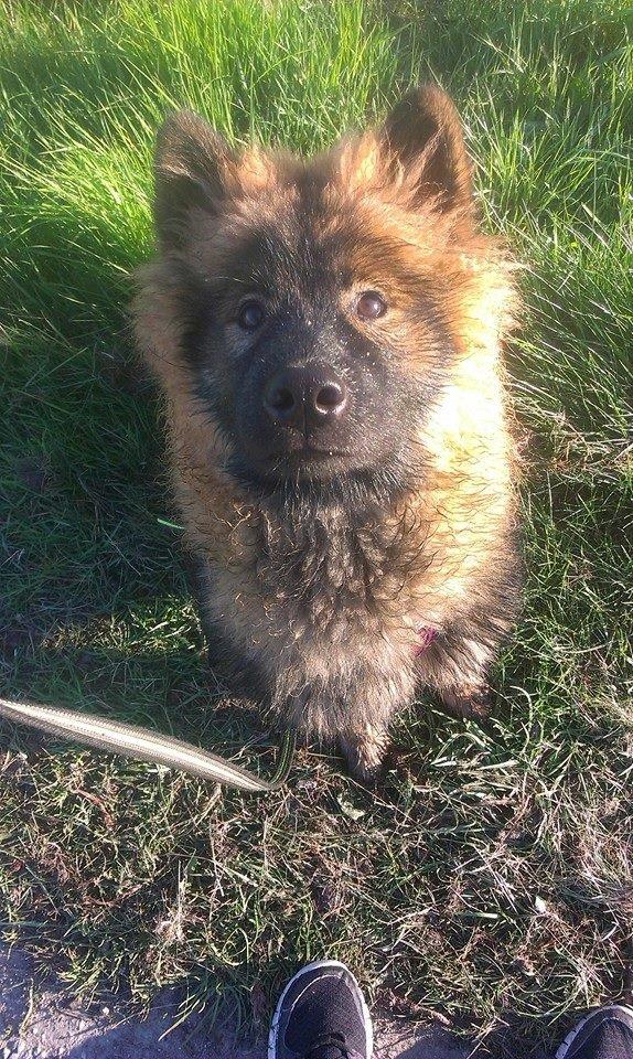 Eurasier Saga (Jabbis Cheri) billede 24