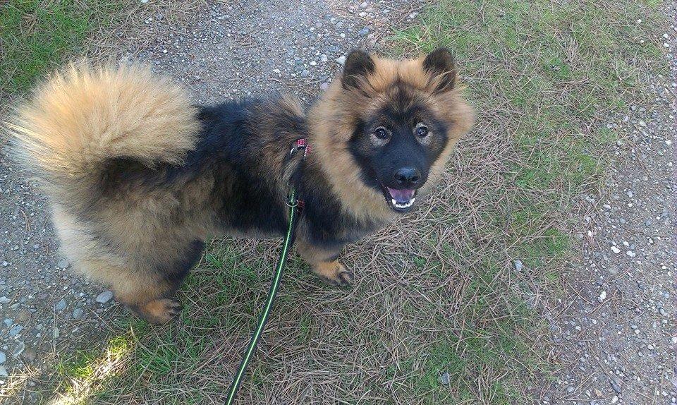 Eurasier Saga (Jabbis Cheri) billede 26